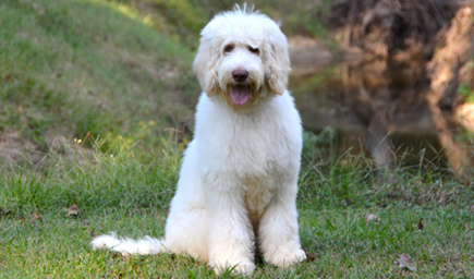 Breeding Dogs - Lone Star LabradoodlesLone Star Labradoodles