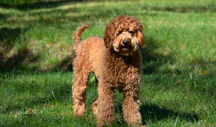 Breeding Dogs - Lone Star LabradoodlesLone Star Labradoodles