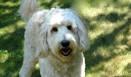 Breeding Dogs | Lone Star LabradoodlesLone Star Labradoodles