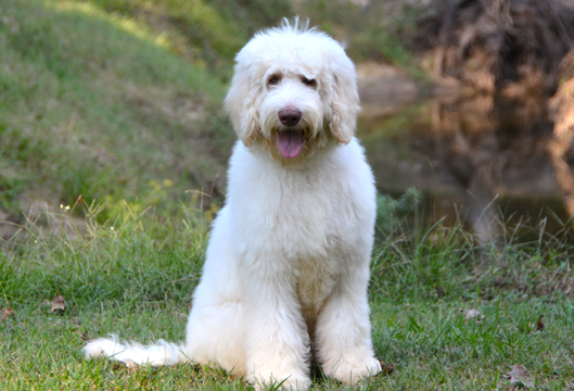 What's Next? - Lone Star LabradoodlesLone Star Labradoodles