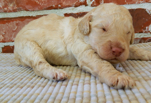 Available Puppies - Lone Star LabradoodlesLone Star Labradoodles