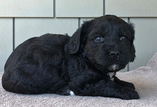 Lone Star Labradoodles - Breeder of Australian Mutigeneration ...