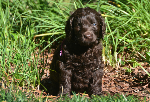 Lone Star Labradoodles - Breeder of Australian Mutigeneration ...