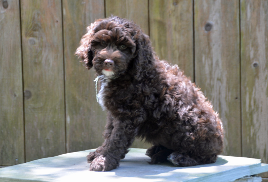 Lone Star Labradoodles - Breeder of Australian Mutigeneration ...