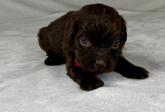 Lone Star Labradoodles - Breeder of Australian Mutigeneration ...