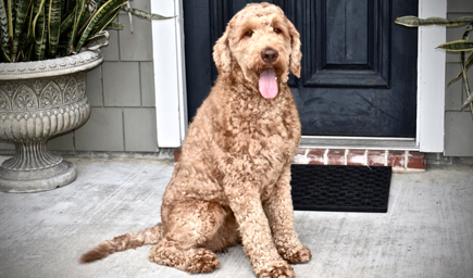 Breeding Dogs - Lone Star LabradoodlesLone Star Labradoodles