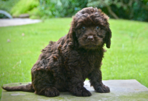 Available Puppies - Lone Star LabradoodlesLone Star Labradoodles