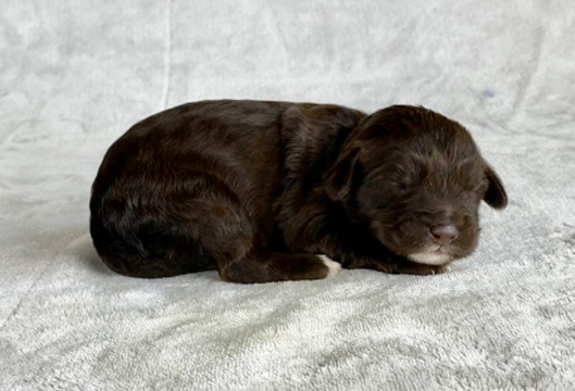 Available Puppies - Lone Star LabradoodlesLone Star Labradoodles