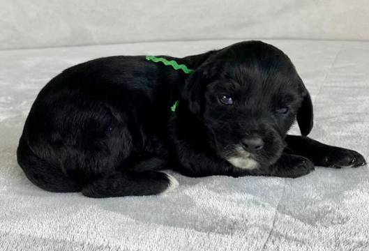 Available Puppies - Lone Star LabradoodlesLone Star Labradoodles