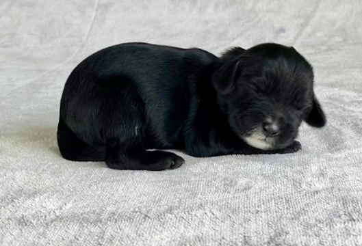 Available Puppies - Lone Star LabradoodlesLone Star Labradoodles