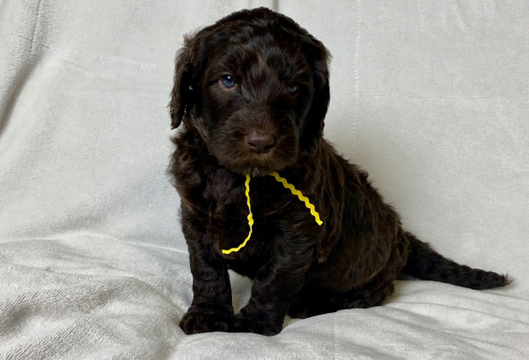 Available Puppies - Lone Star LabradoodlesLone Star Labradoodles